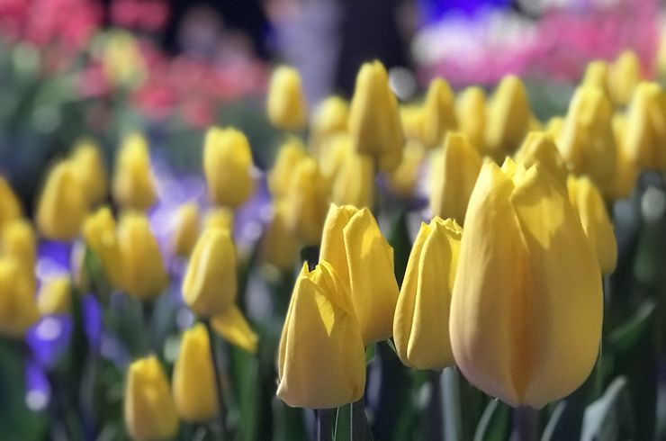 藤沢の美容室に沢山の花
